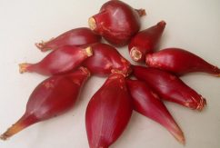 16 Manfaat Bawang Dayak Untuk Kesehatan Tubuh