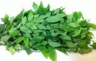 8 Manfaat Daun Katuk untuk Kesehatan