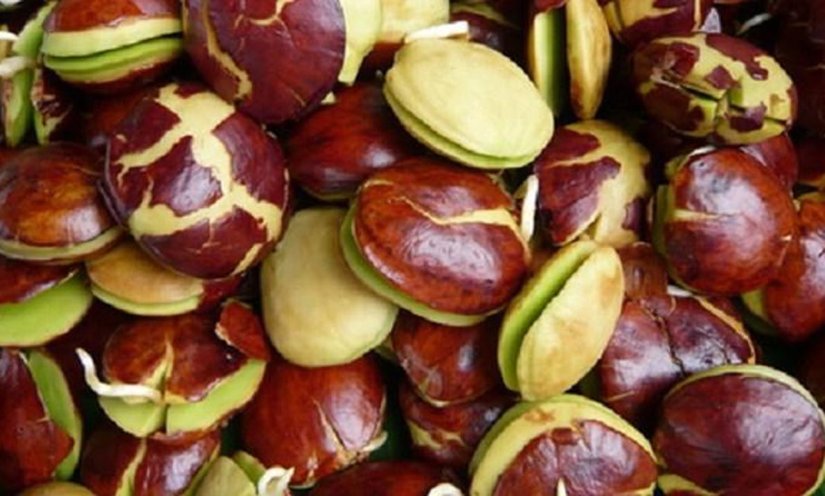 Ternyata ini 8 Manfaat Jengkol untuk Kesehatan Anda