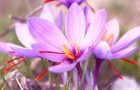 Buktikan! Ini Dia 7 Manfaat Bunga Saffron Untuk Kesehatan