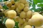Penting! 15 Manfaat Buah Langsat Untuk Kesehatan